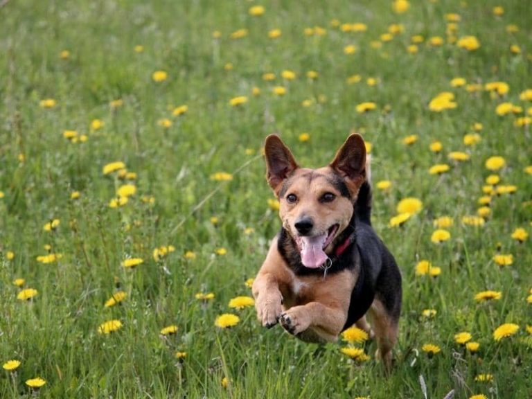 Are Silica Beads Toxic to Dogs? (All You Need to Know)