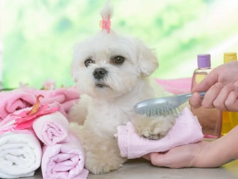 can you use johnsons baby shampoo on dogs