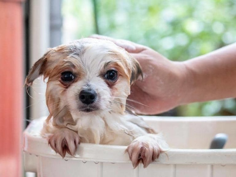 can-you-use-dandruff-shampoo-on-dogs-quick-answers