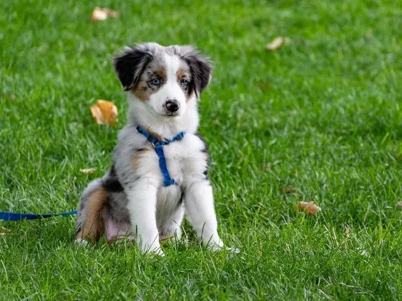 can i use epsom salt on dog