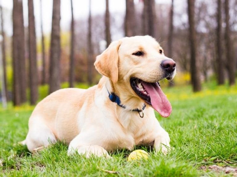 6 Month Old Labrador Weight, Size, Food & More
