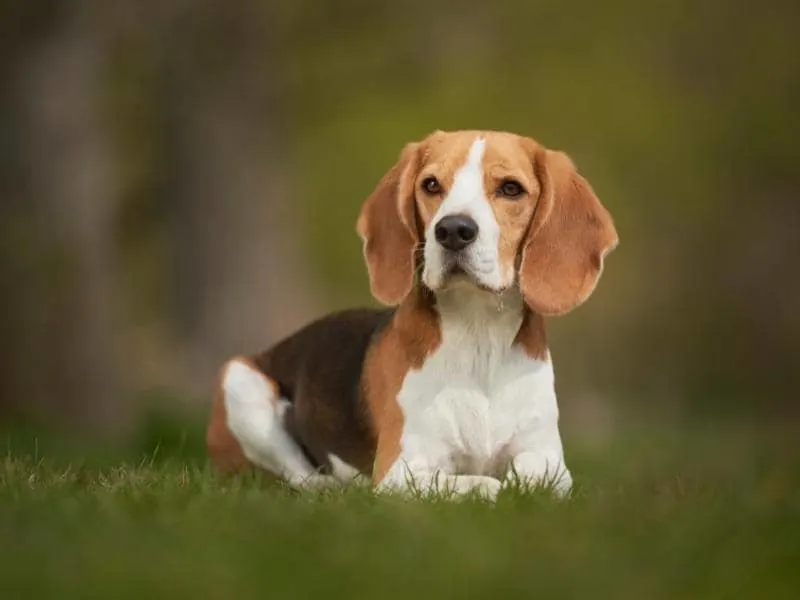 Pocket Beagle Size How Big Do Pocket Beagles Get?