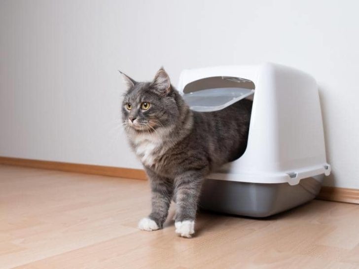 Can You Use a Diaper Genie for Cat Litter? (Answered)