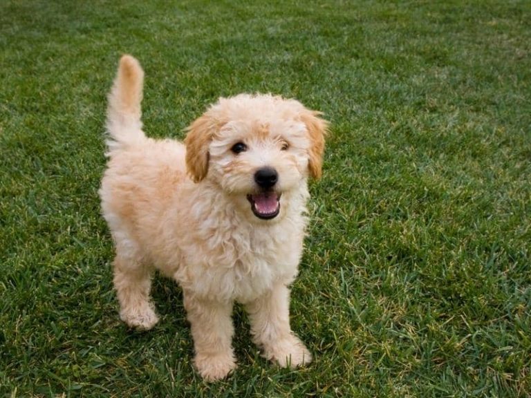 How Much Should a Goldendoodle Eat? (Feeding Chart)