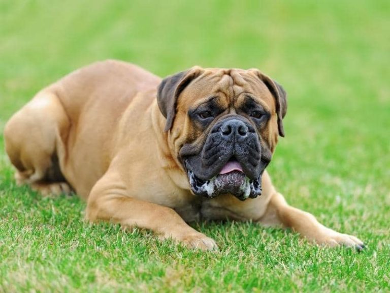 How Much Should a Mastiff Eat - Mastiff Feeding Chart