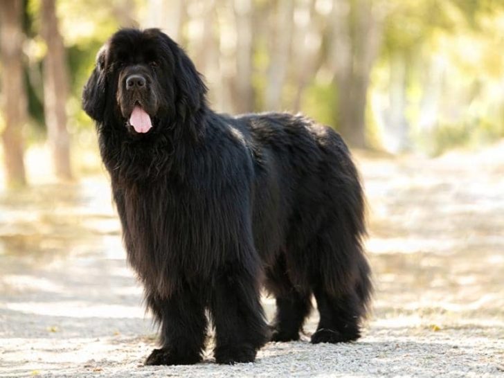 How Much Should a Newfoundland Eat? (Feeding Chart)