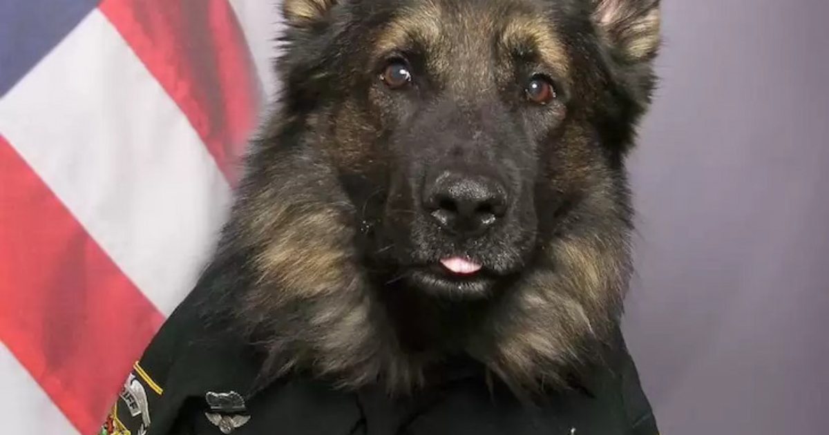 Cutest Officer on Duty: K9 Poses in Uniform for Official Portrait