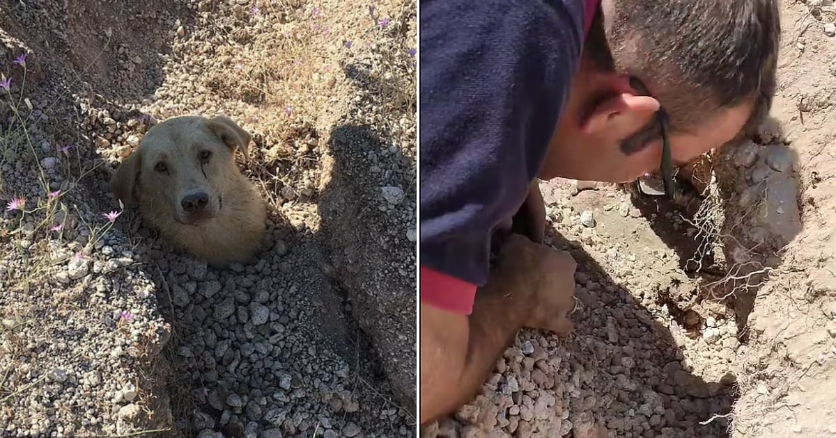 Heroic Vet Saves Dog Mummy Buried Up to Her Neck and Her Puppies