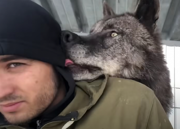 Man Raises The World’s Largest Wolf With The Tenderness of a Puppy