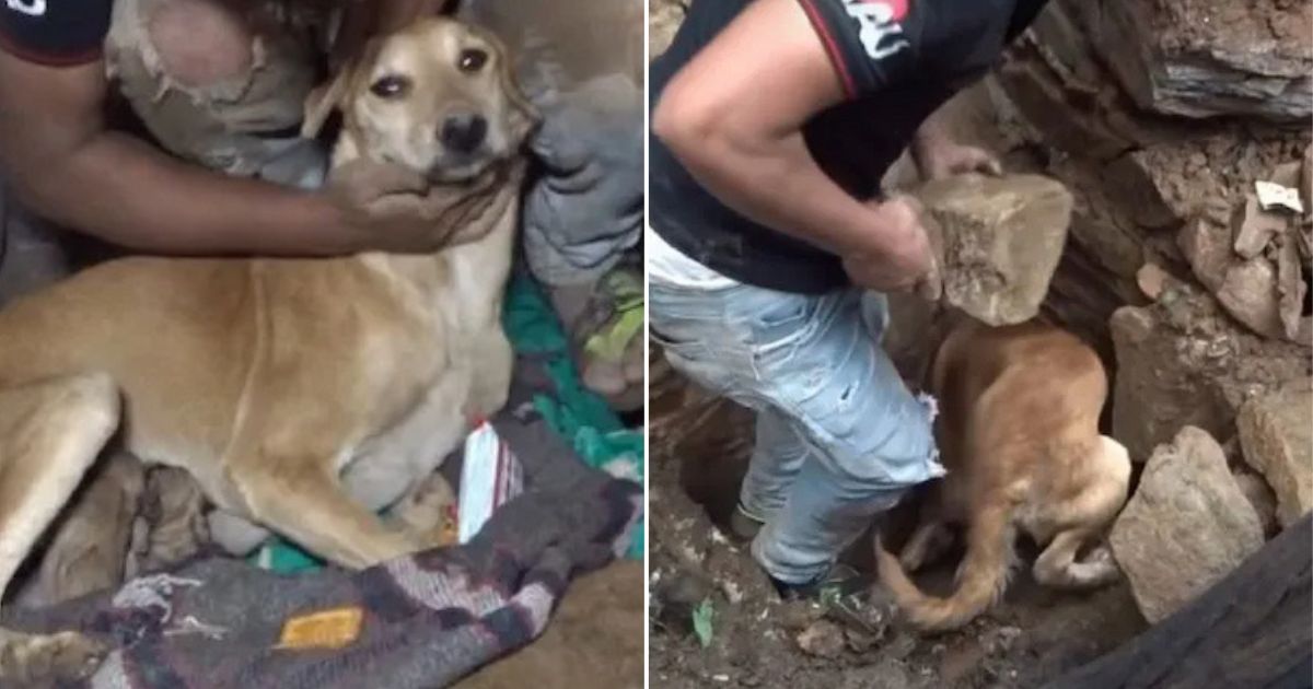 Mother Dog Pleads with Passersby to Rescue Her Puppies
