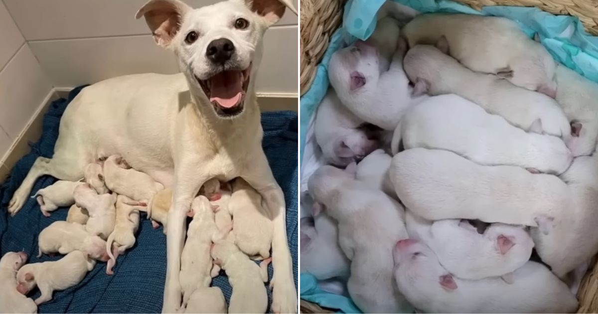Once Abandoned Stray Dog Becomes Mother to 14 Puppies