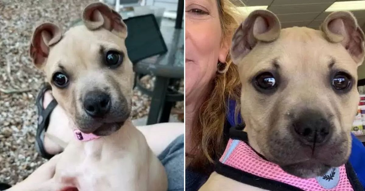 Puppy with Ears That Look Just Like Cinnamon Rolls Charms the
