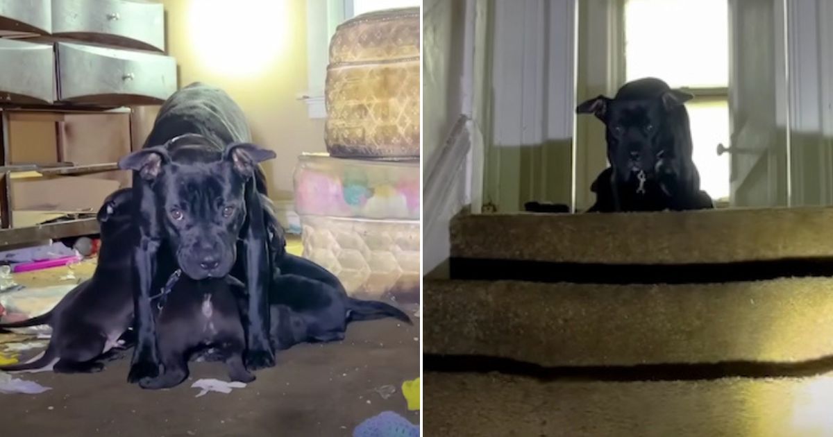 Stray Mother Dog with Puppies Rescued from An Abandoned House