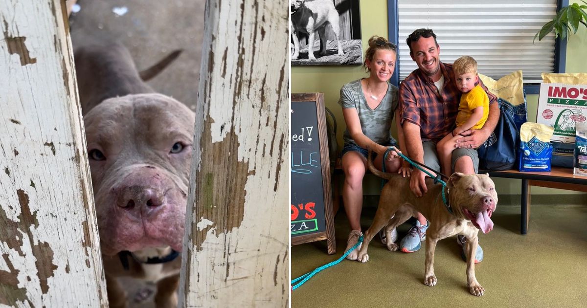 Stray Pittie Finds Forever Home After Following A Man All The Way To ...