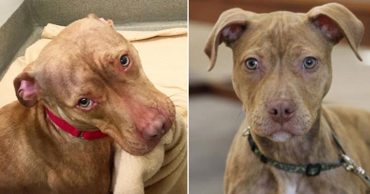 Shelter Pittie Makes His Bed Daily in Hopes of Finding a Forever Home