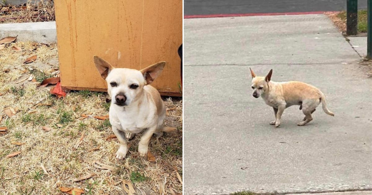 Abandoned Dog Refuses to Move from the Exact Spot Where His Family Left Him