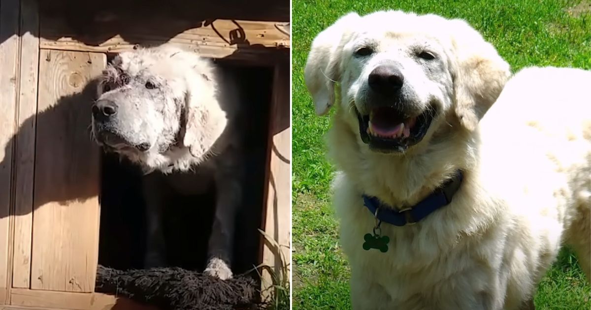 Once Lonely Dog Left in His Doghouse Embraces Life with a Loving New Family