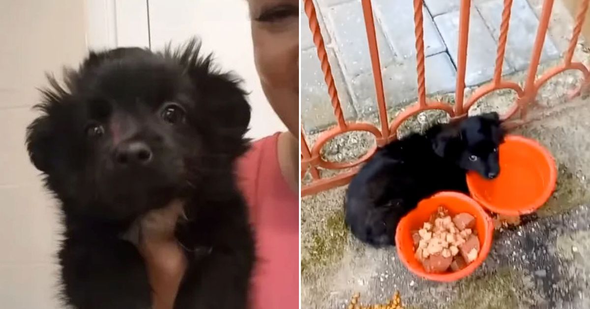 Once Tied To A Market Gate This Abandoned Puppy Finds Its Forever Home